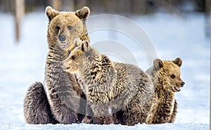 She-Bear and bear cubs on the snow. Brown bears  in the winter forest. Natural habitat. Scientific name: Ursus Arctos Arctos