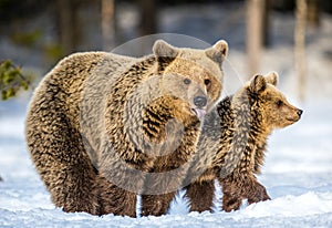 She-Bear and bear cubs on the snow. Brown bears  in the winter forest. Natural habitat. Scientific name: Ursus Arctos Arctos