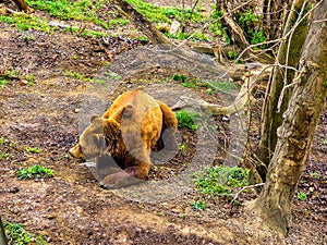 The bear in the bear pit of BâˆšÂ§rengraben park in Bern, Switzerland