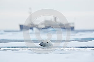 Bear and boat. Polar bear on drifting ice with snow, blurred cruise vessel in background, Svalbard, Norway. Wildlife scene in the