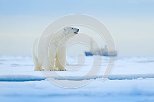 Bear and boat. Polar bear on drifting ice with snow, blurred cruise vessel in background, Svalbard, Norway. Wildlife scene in the