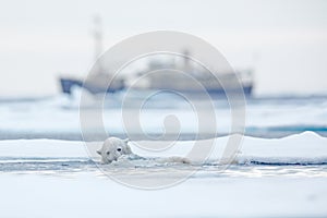 Bear and boat. Polar bear on drifting ice with snow, blurred cruise vessel in background, Svalbard, Norway. Wildlife scene in the