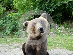 Bear brown bear twists his head along the body on the background of forest. long-term impact