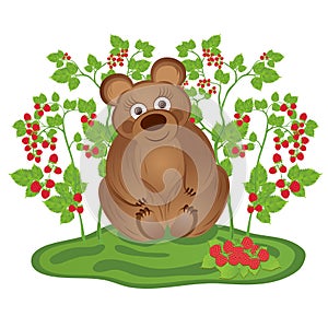 Bear in the bushes of raspberries photo