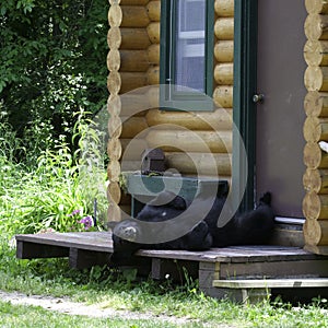 Bear on cabin porch