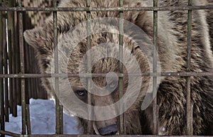 A bear in the cage photo