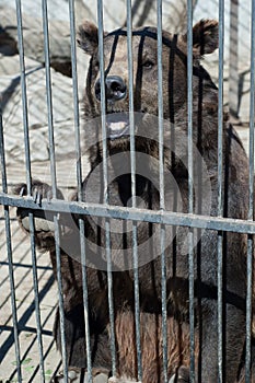 Bear in captivity in a zoo behind the bars of a cage