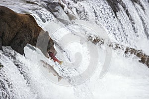 Bear catching fish over waterfall