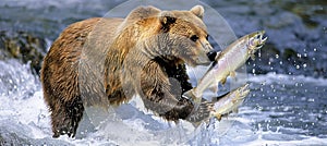 Bear catching salmon as fish leap from water, watching bear consume its fresh salmon catch