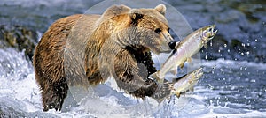 Bear catching salmon as fish leap from water, watching bear consume its fresh salmon catch photo