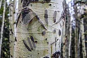 Bear claws on a birch tree