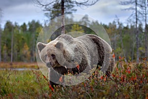 Bear - close up encounter in the nature. Brown bear in yellow forest. Autumn trees with animal. Beautiful brown bear walking