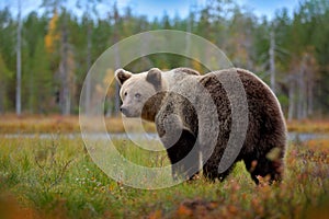 Bear - close up encounter in the nature. Brown bear in yellow forest. Autumn trees with animal. Beautiful brown bear walking