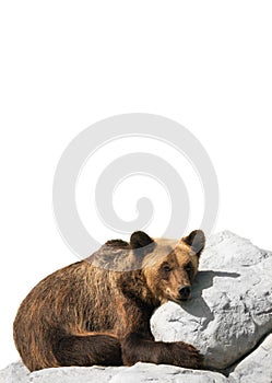 Bear cools down on a stone isolated