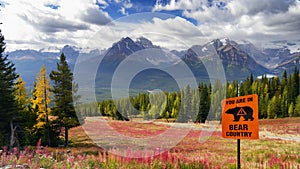 Bear Country, Canadian Rockies, Canada