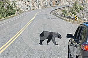 Bear crossing the road in Alaska Britsh Columbia