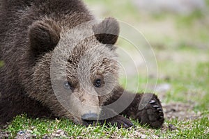 A bear cub