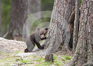 A bear cub