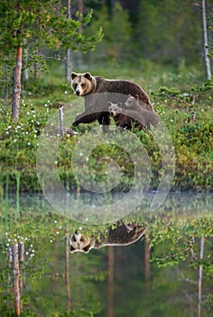 She-bear with a cub bear walks along the edge of a forest lake with a stunning reflection.