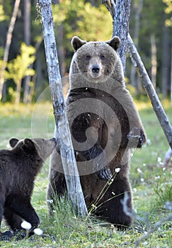 The She-Bear and Cub. Brown Bear Ursus Arctos standing on hinder legs