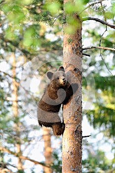 Bear cub climb up a tree