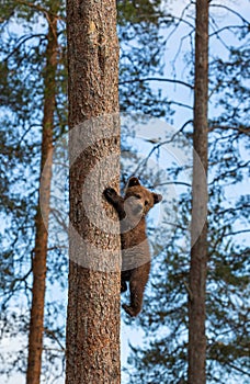 Bear cub climbed a tree. Summer.