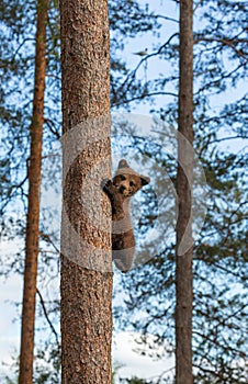 Bear cub climbed a tree. Summer.