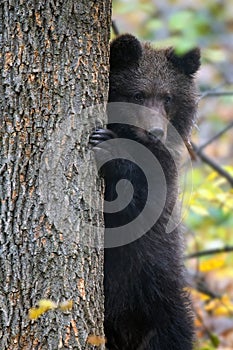 Bear cub clings to the side of the tree