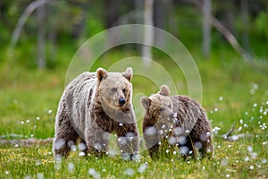 She-bear with cub in a forest glade surrounded by white flowers.