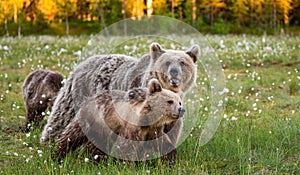 She-bear with cub in a forest glade surrounded by white flowers.