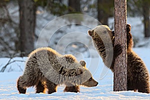 Bear Cub licking Tree. Cubs of Brown Bear in winter Forest