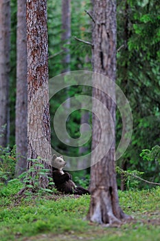 Bear cub lying against a tree
