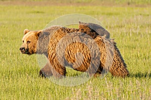 Bear Cub On Mother's Back