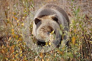 Bear cub in north America