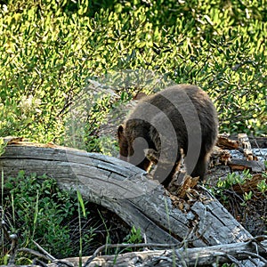 Bear Cub Off Balance as it Digs