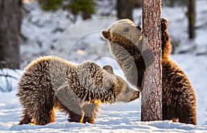 Bear Cub sniffing Pine Tree. Cubs of Brown Bear in winter Forest in sunset light.