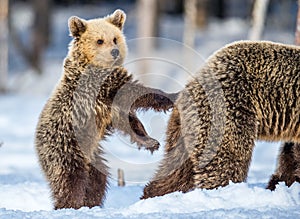 She-Bear and Cub on the snow. Bear cub standing on his hind legs. Brown bears  in the winter forest. Natural habitat. Scientific