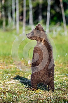 The bear cub standing on hinder legs.