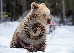 Bear cub in winter forest.