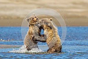 Bear Cubs