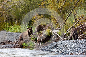 Bear with cubs on the Avacha river. Kamchatka.
