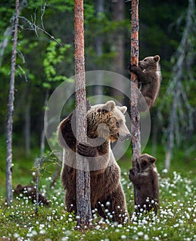 She-bear and cubs. Brown bear cubs climbs a tree.