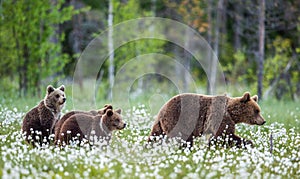 She-bear and cubs. Brown Bears in the forest at summer time among white flowers. Scientific name: Ursus arctos. Natural habitat