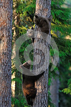 Bear cubs climb up a tree