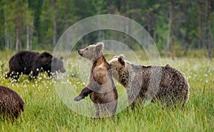 She-bear with cubs in a forest glade. White Nights.