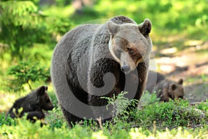 Bear with cubs in forest. Mother bear with cubs. Momma bear with cubs.