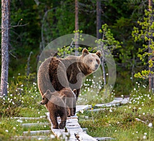 She-bear with cubs goes into the woods along a wooden walkway.