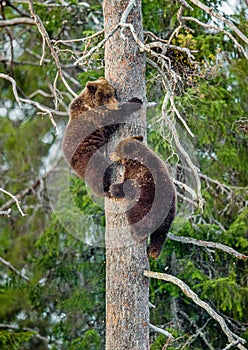 Bear-cubs having scented danger, have climbed on a Pine tree.