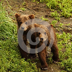 Bear cubs in katmai