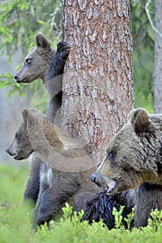 Bear cubs and mother she-bear